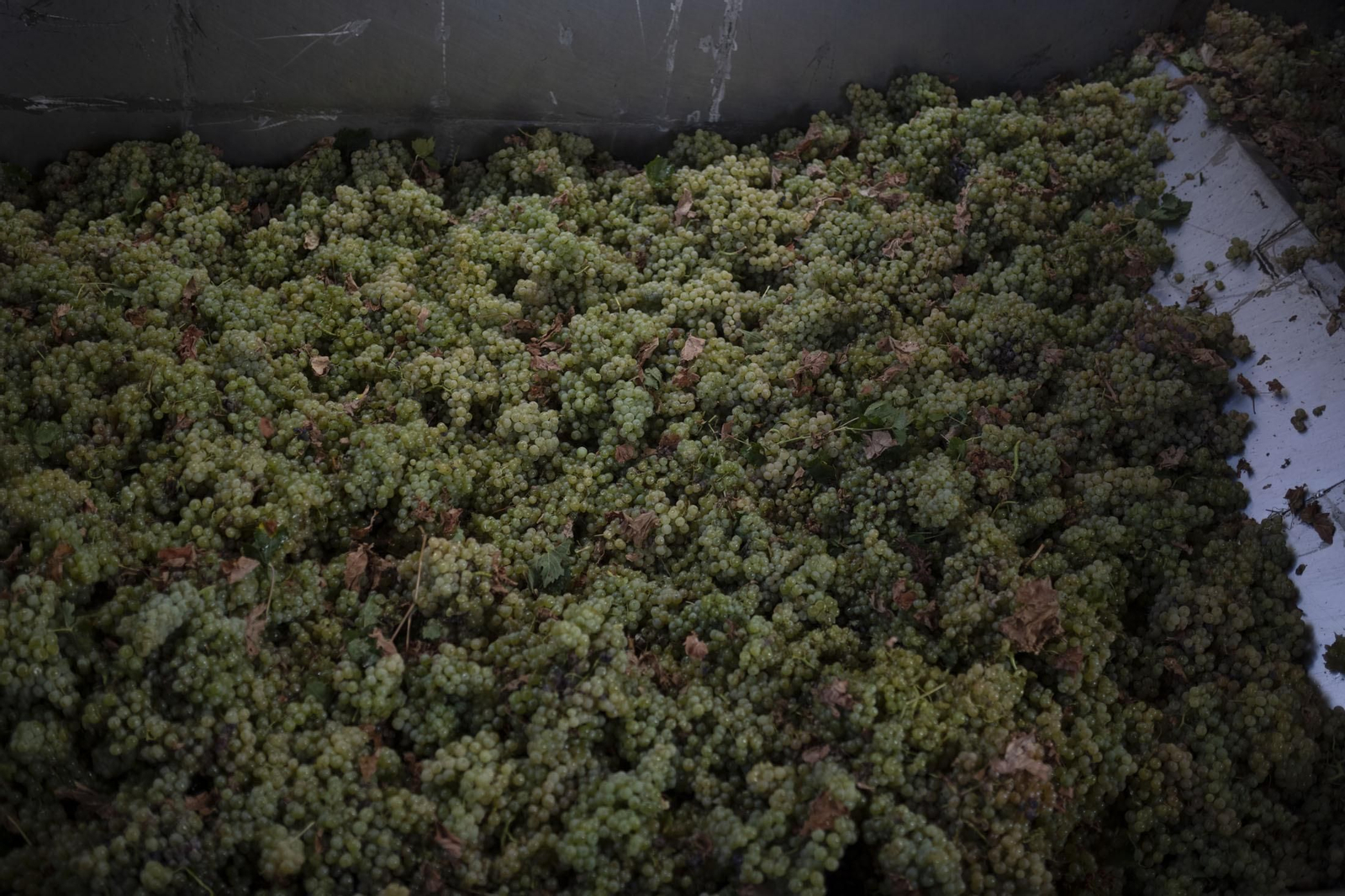 Imágenes de la vendimia en el Condado de Huelva