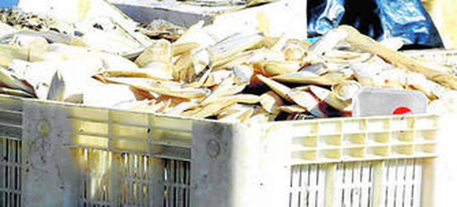 Primer plano de una de las cajas con restos orgánicos, tanto de productos cárnicos como de desechos marinos, que se acumulan en el patio de las instalaciones de la empresa.