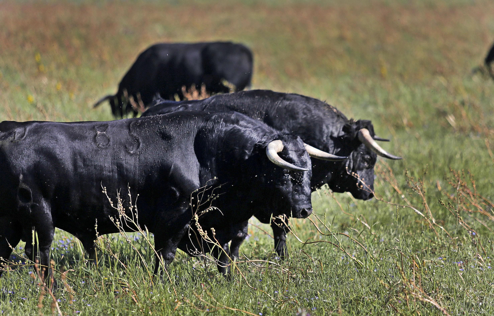 Mas cornadas da el virus, visita a la ganadería de Nuñez La Palmosilla