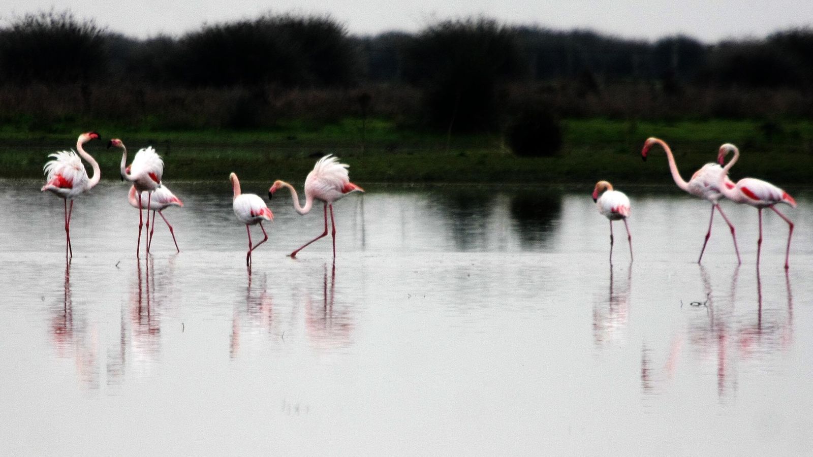 Flamencos en Doñana