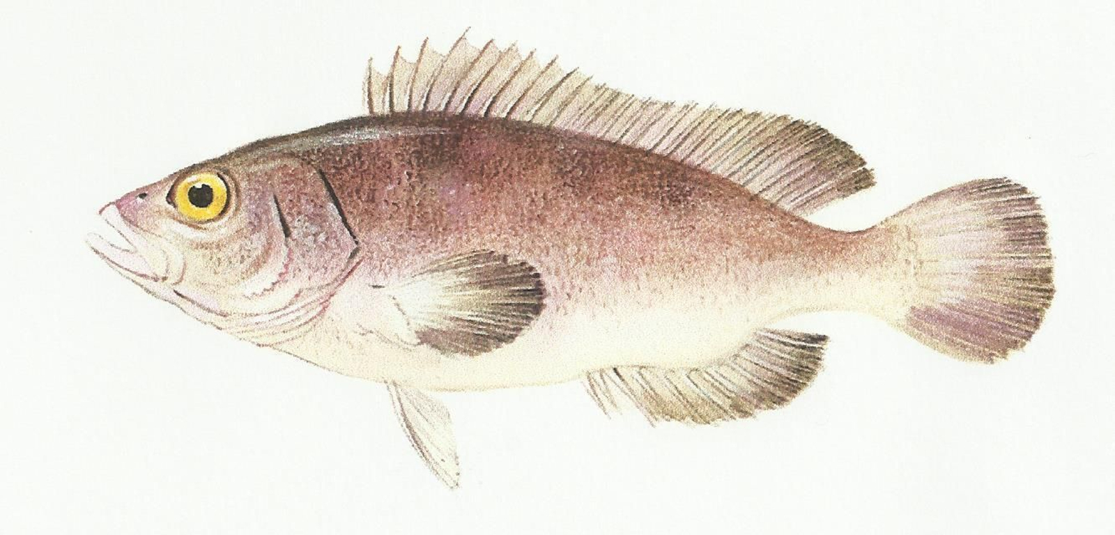 Mero: 'Epinephelus marginatus'