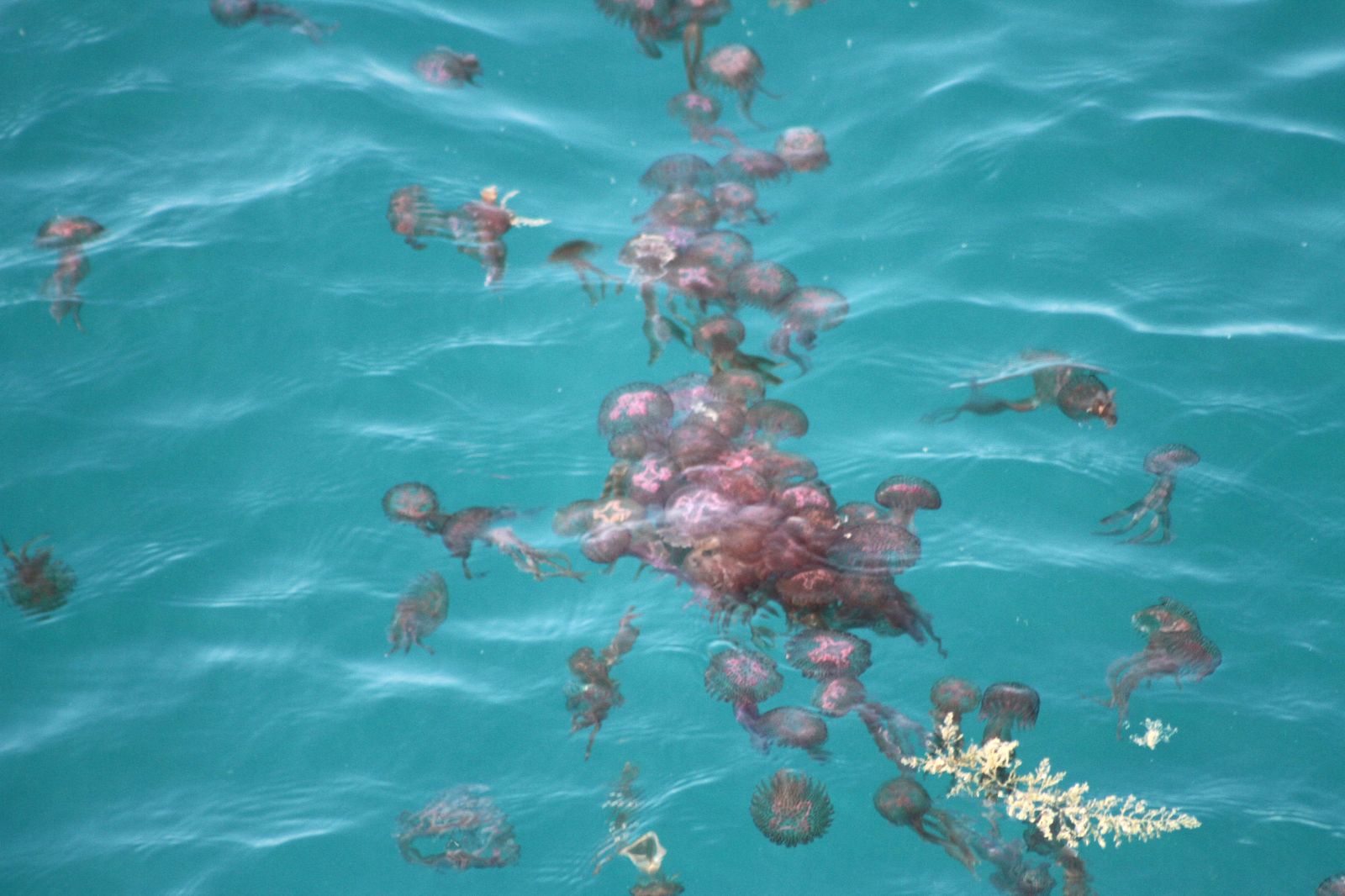 Enjambre de medusas en el mar.