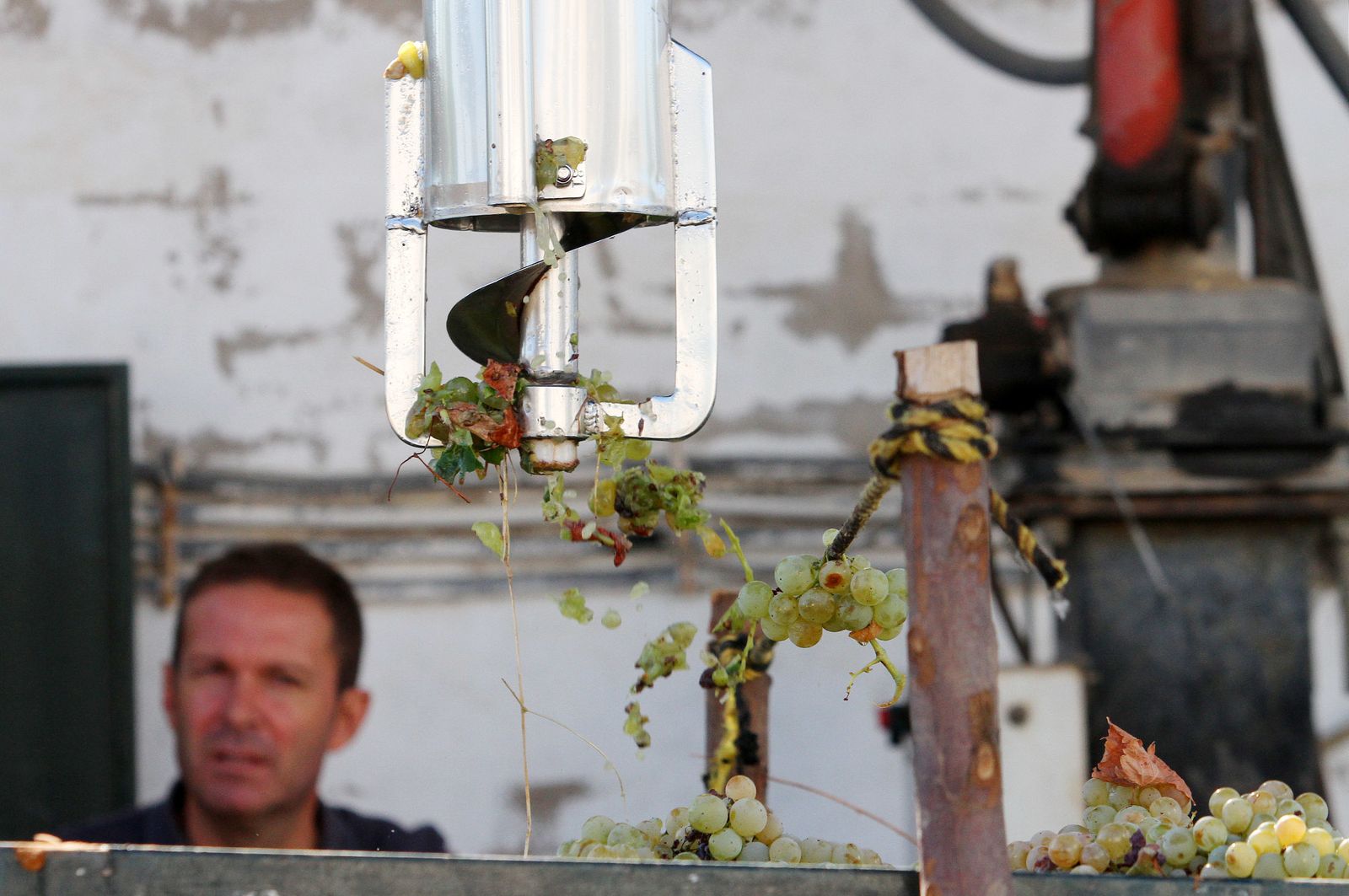 Imágenes de la vendimia en el Condado de Huelva.