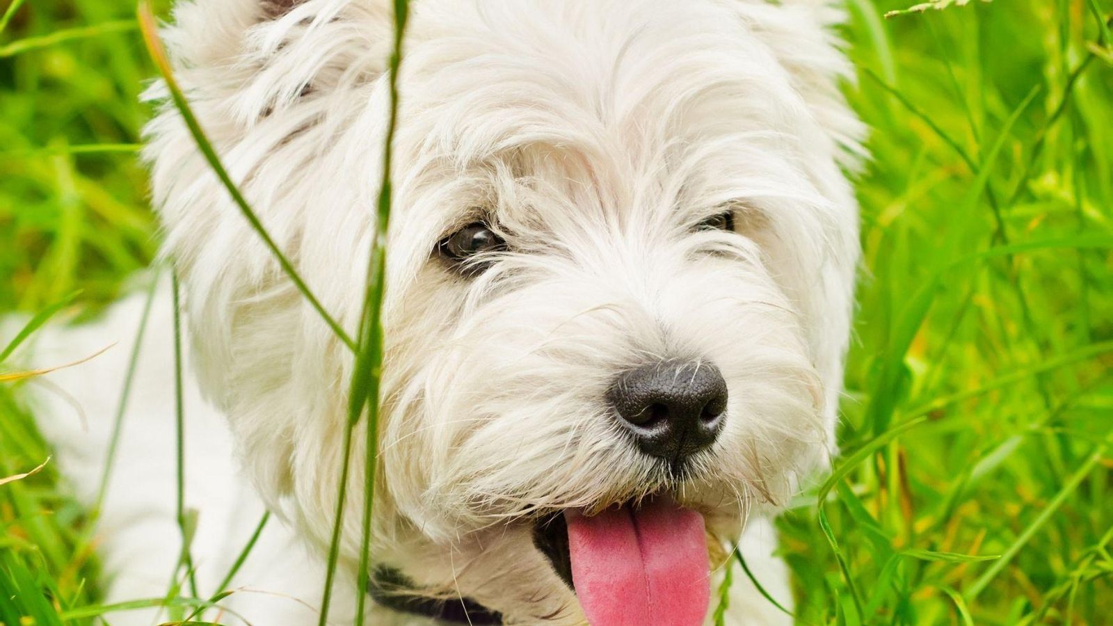west highland white terrier