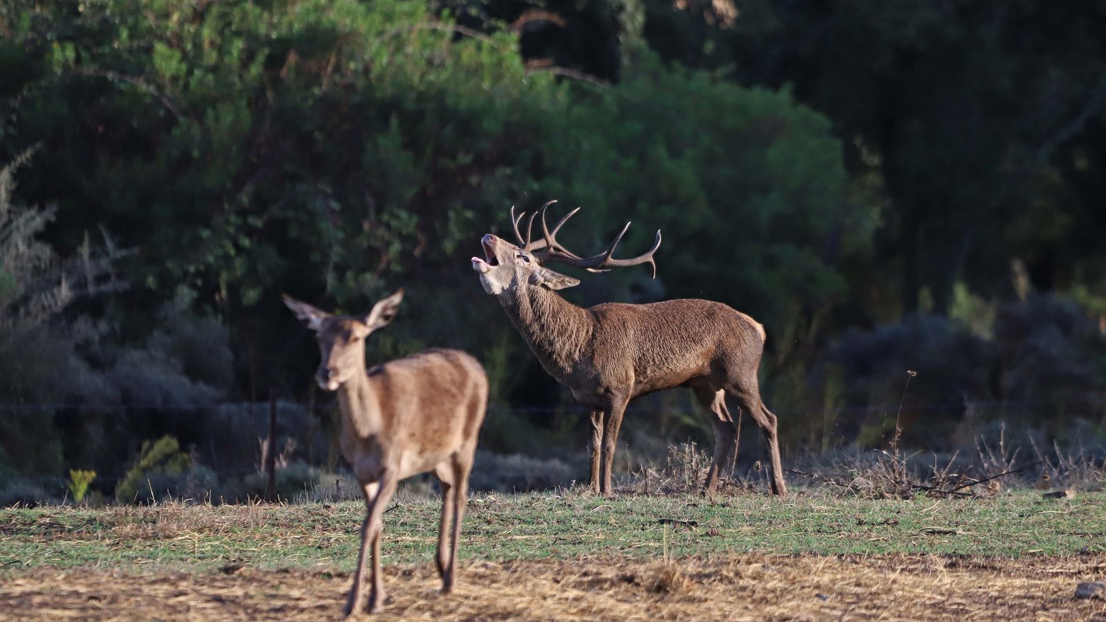 Fotos de la berrea en el Campo de Gibraltar