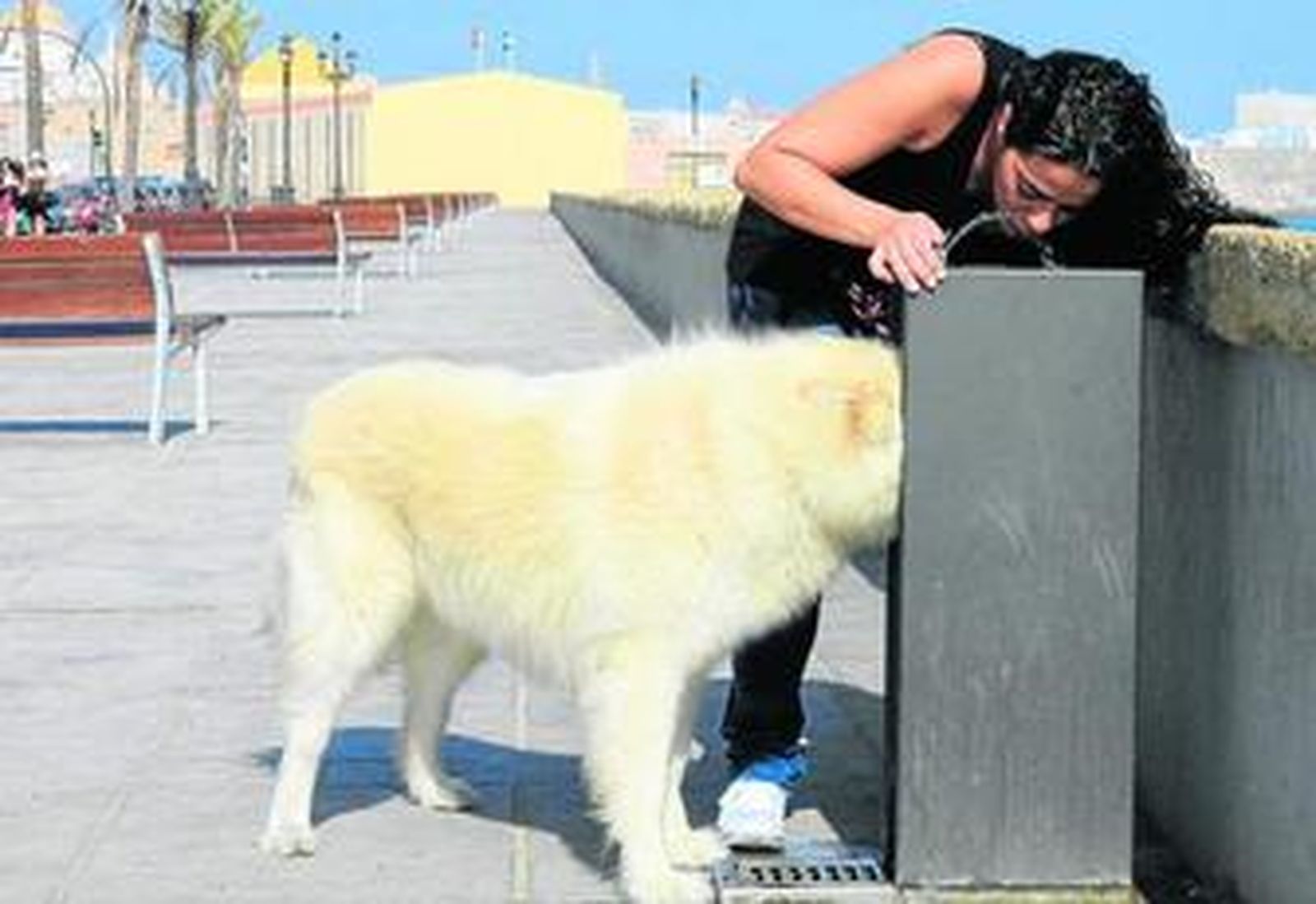 1. Ana bebe en la fuente del Campo del Sur y su perro hace lo mismo con el agua que cae. 2. Los propietarios deben evitar las horas de más calor para sacar a pasear a los animales. 3. Primer plano del perro de Ana bebiendo. 4. A los canes con pelo largo les afectan más las altas temperaturas y son más propensos a sufrir golpes de calor. 5. La única forma que tienen los perros de intercambiar el calor es a través del aliento. Fotos: Almudena Torres.
