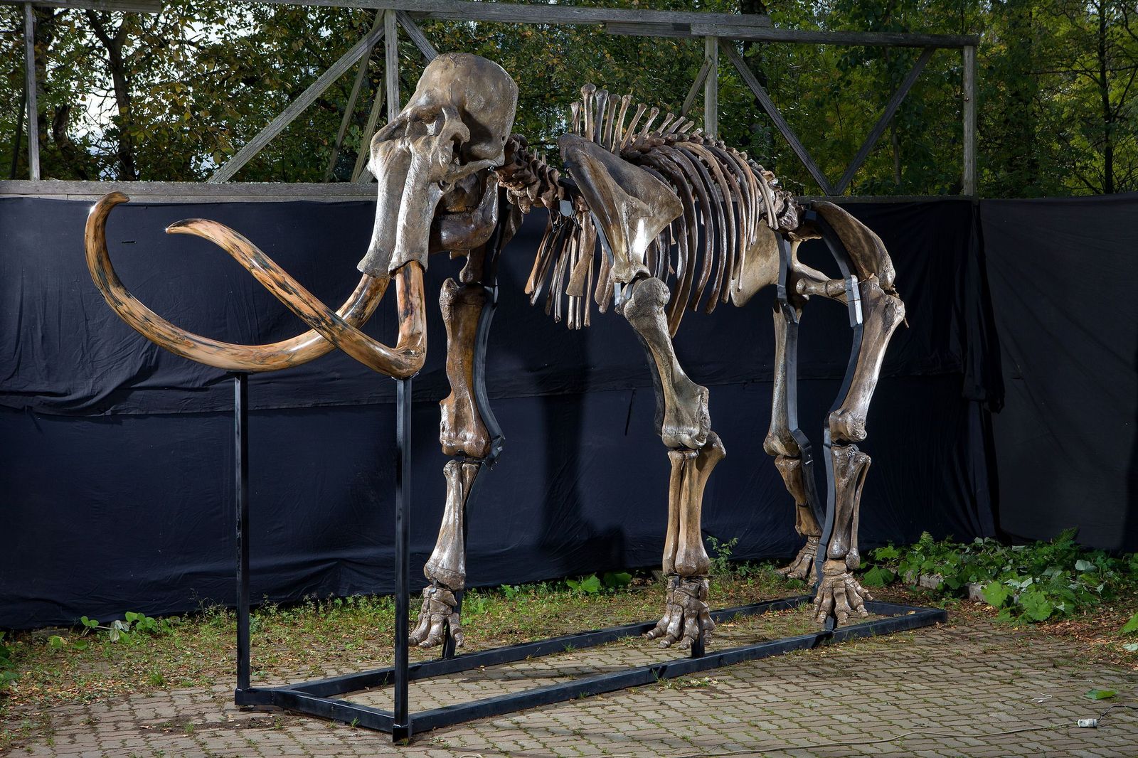 Esqueleto de un mamut incluido en la muestra 'El gigante de la Edad de Hielo'.