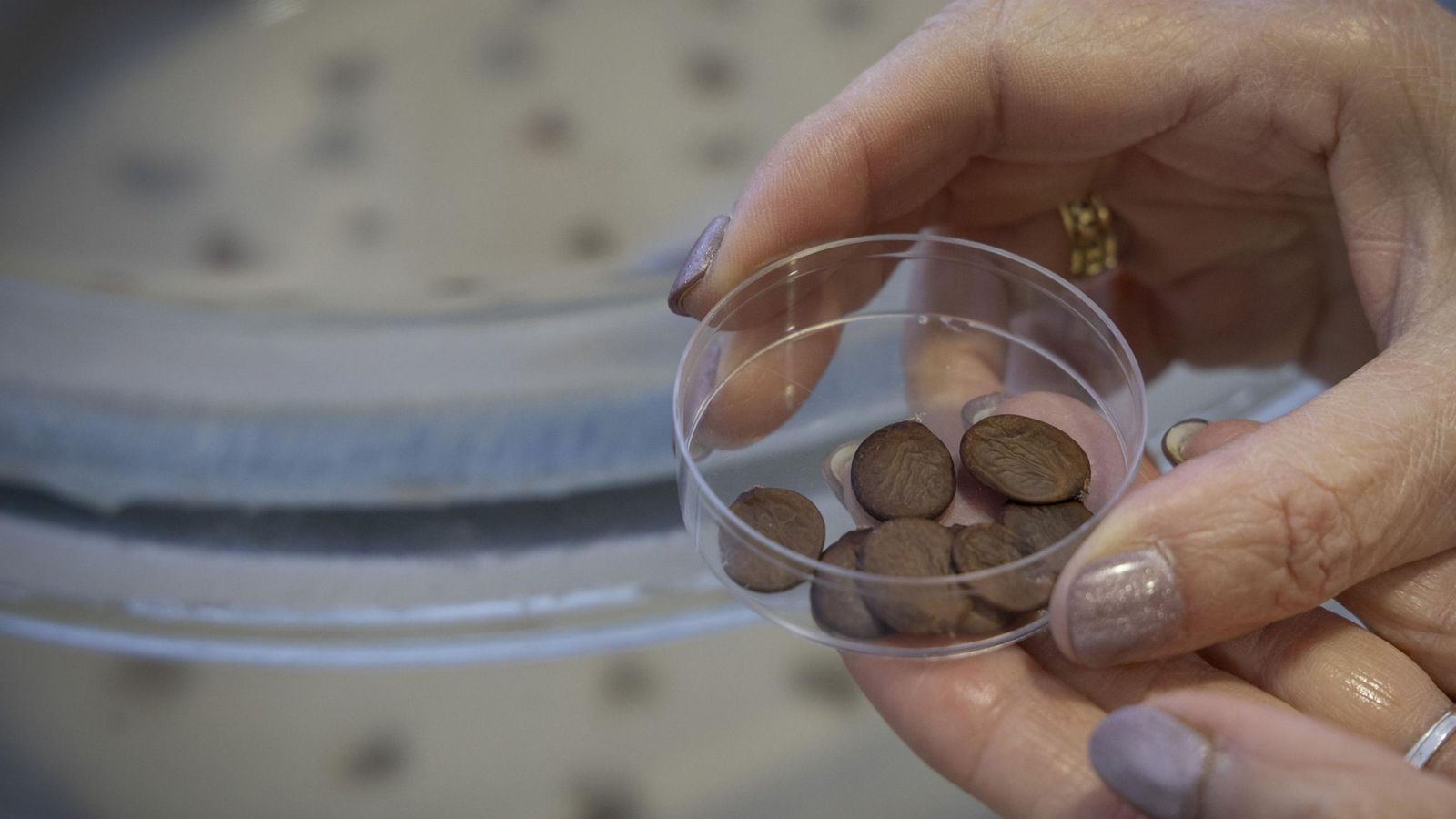 Sevilla conservadas en el banco de semillas de la UMA