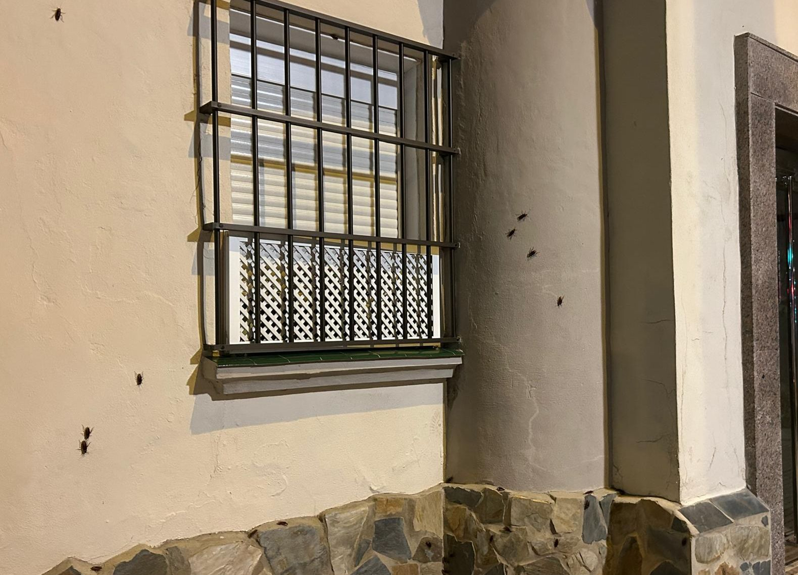 Fachada de una vivienda cercana al mercado Virgen del Rosario plagada de cucarachas de gran tamaño