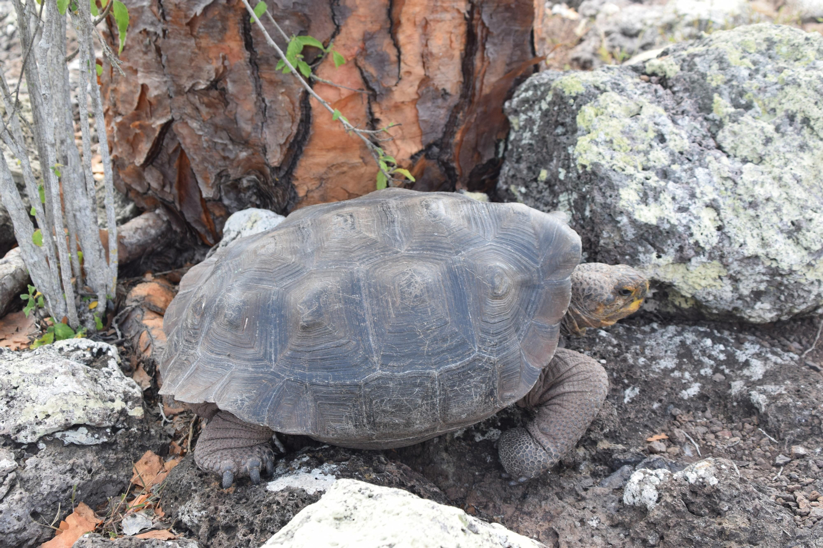 Las fotografías de Bárbara Sellés en una isla desierta para estudiar tortugas Las fotografías de Bárbara Sellés en una isla desierta para estudiar tortugas