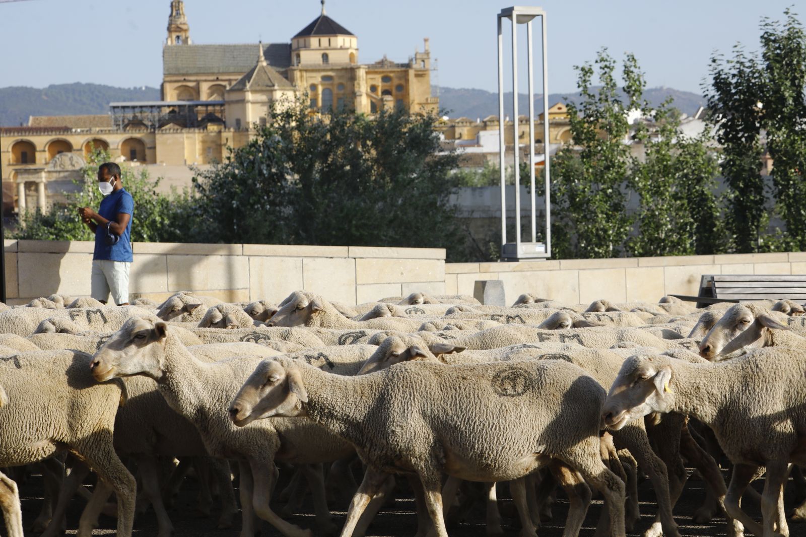 El paso de las ovejas de la ganadería Las Albaidas por Cordoba, en imágenes