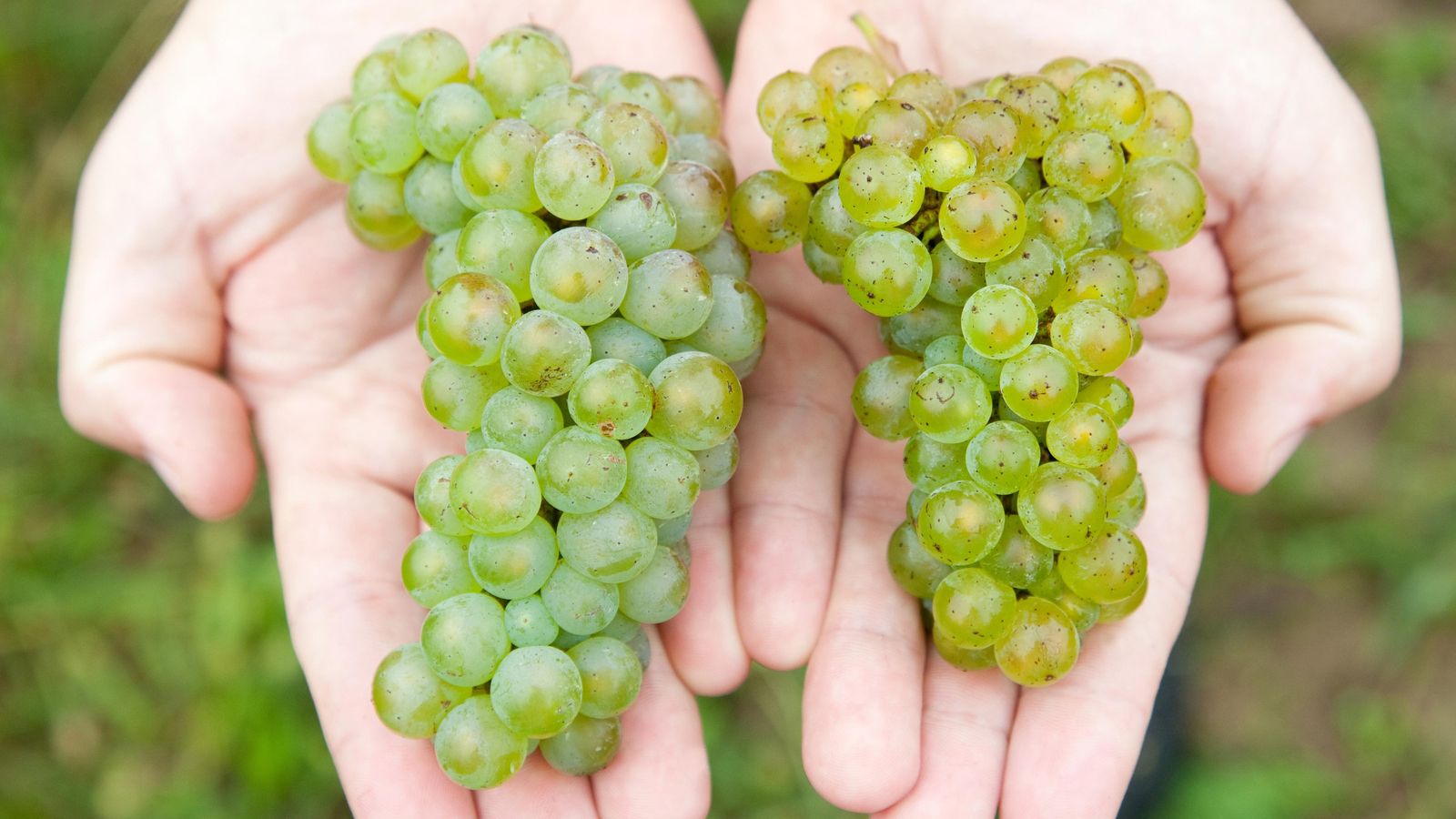 Uvas de hondarrabi zuri en las bodegas Gorka Izagirre