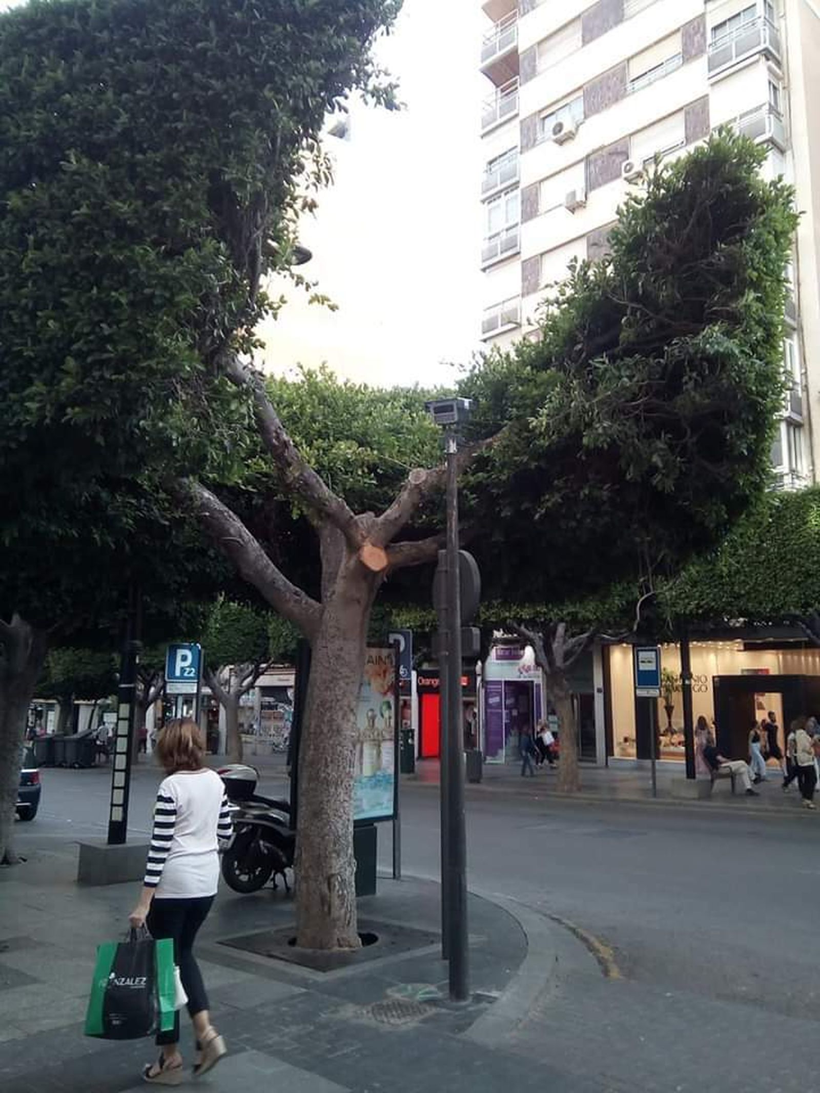 Uno de los ficus del Paseo de Almería 'cobija' una de las cámaras instaladas
