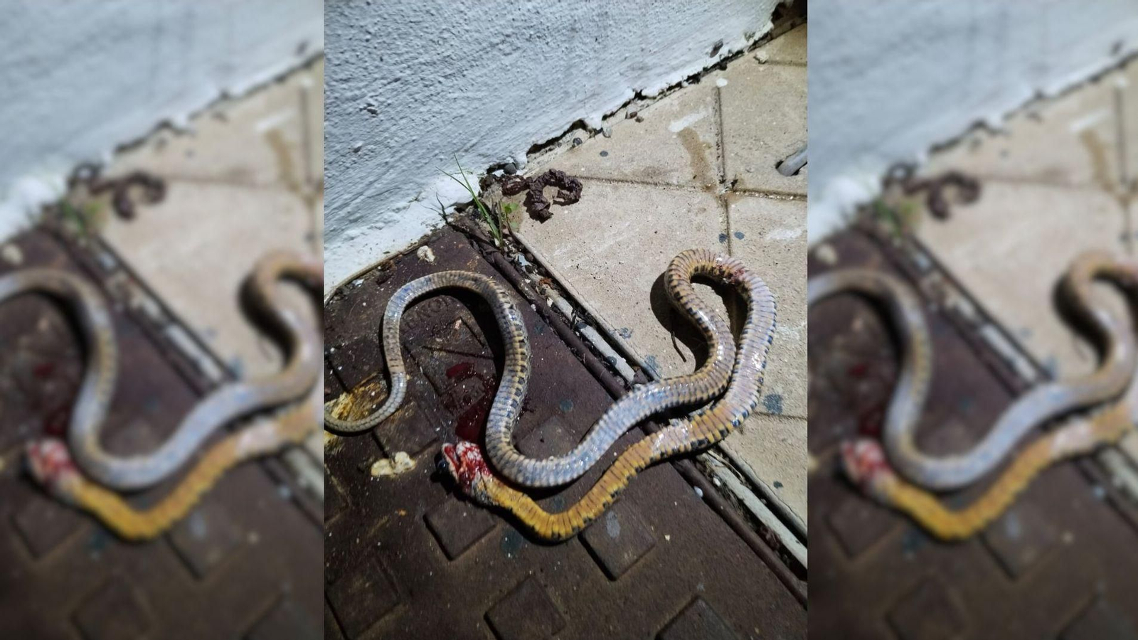 La serpiente aparecida en la playa de Getares, muerta.