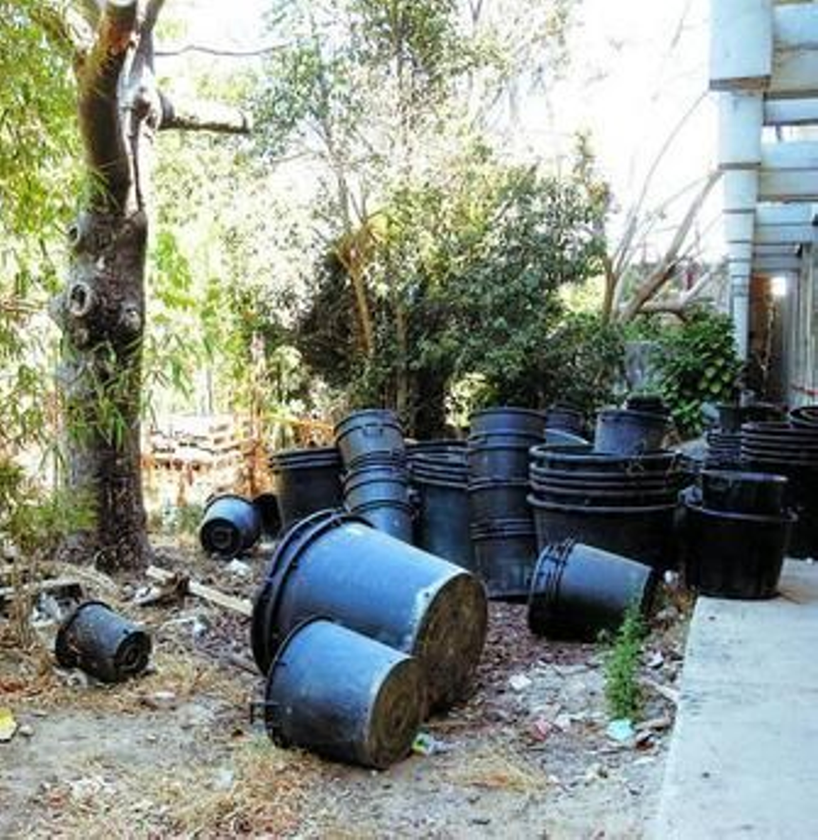 1-4. Diversas imágenes del estado en el que se encuentra actualmente el Jardín Botánico de Cádiz. Vallas de obras, edificios sin acabar, vegetación creciendo sin cuidado y árboles que forman parte del vivero municipal. (Fotos: Joaquín Hernández Kiki)