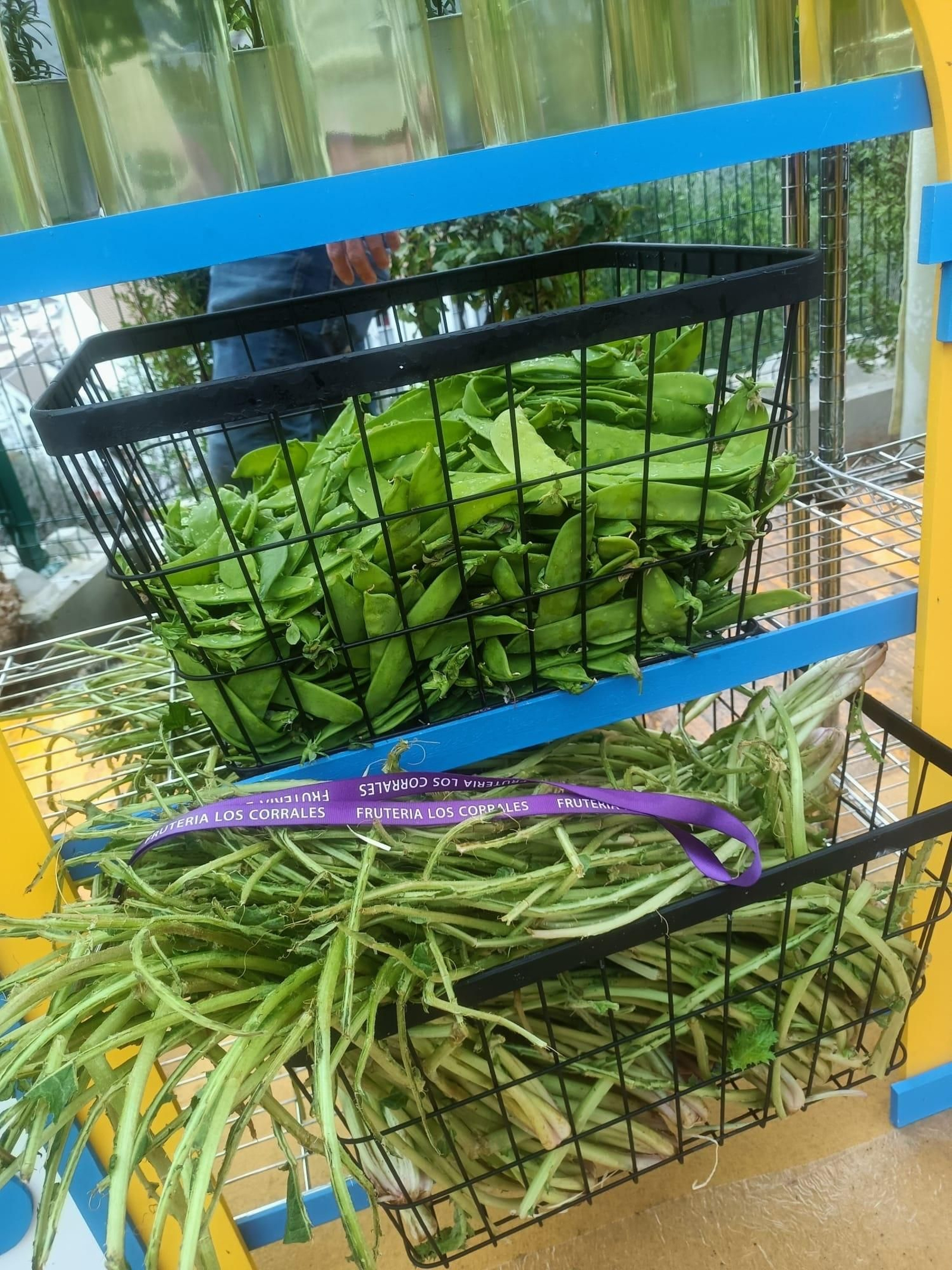 Las tagarninas silvestres de Cádiz estuvieron presentes en el programa de TV.