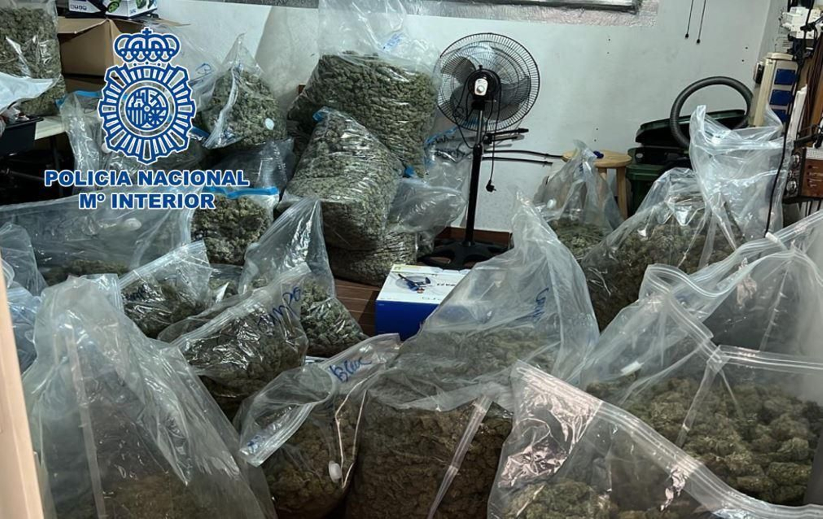 Marihuana intervenida en una de las operaciones contra la organización criminal