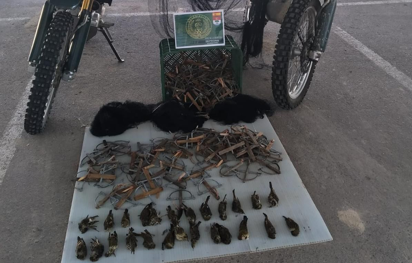 Imagen con los 25 ejemplares de aves insectívoras