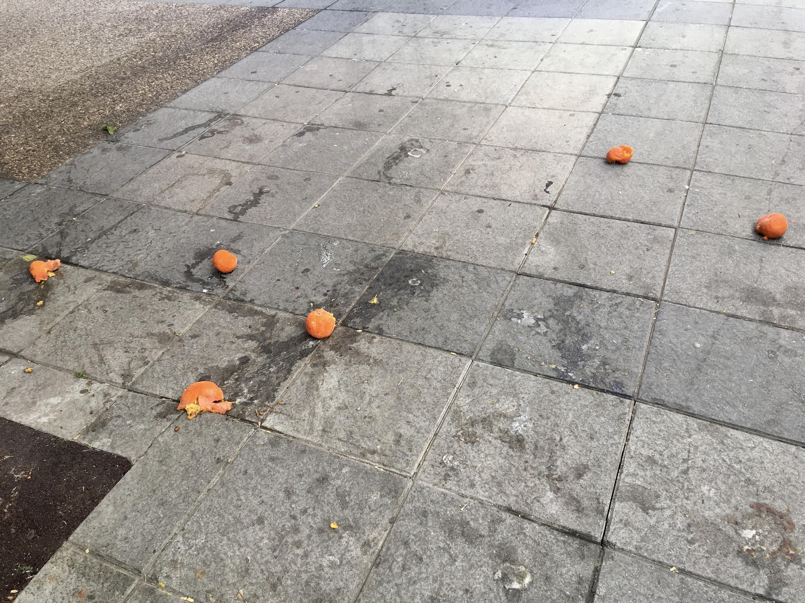 Las naranjas amargas toman las aceras de Algeciras, en imágenes