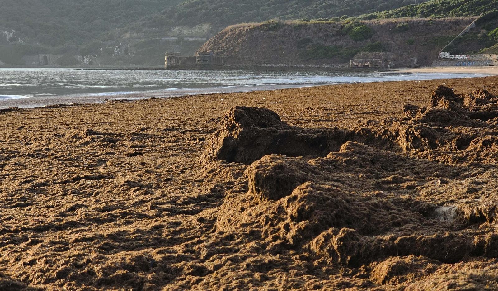 Fotos del nuevo arribazón de alga asiática en la playa de Getares de Algeciras