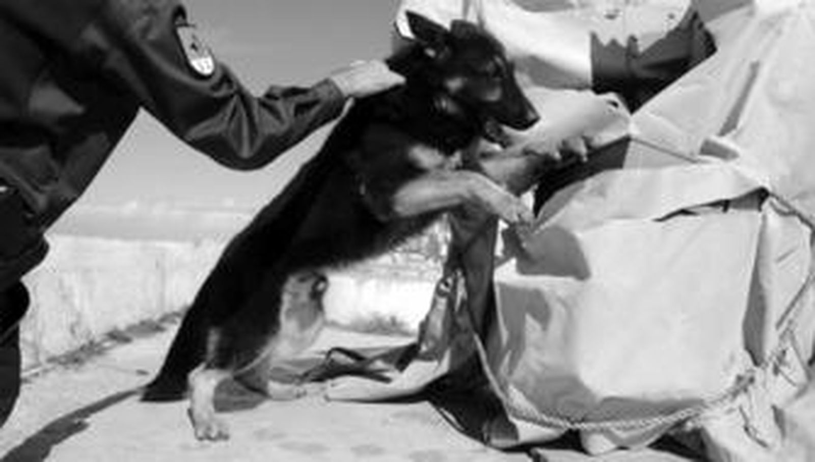 1. Momento en el que Hutch, un pastor alemán especializado en detectar droga, araña y trata de abrir la caja en la que su cuidador había escondido previamente un pequeño trozo de hachís. 2. Tres de los perros que integran la unidad gaditana, fotografiados junto a sus cuidadores en las instalaciones del Polígono de Tiro Janer, con la playa a sus espaldas. 3. Una muestra de goma dos que se usa en las prácticas. (FOTOS: ELÍAS)