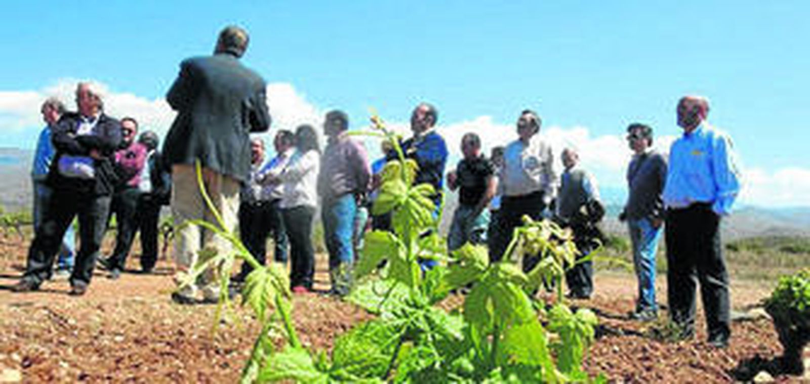 Turismo enológico para recorrer la Bodega de Alboloduy y sus viñedos