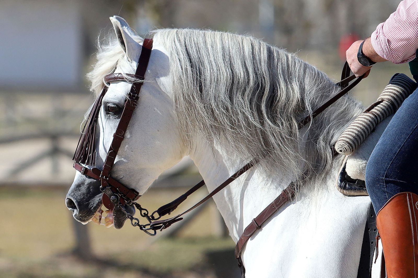 Imágenes del ambiente previo a la celebración de la Candelaria en El Rocío