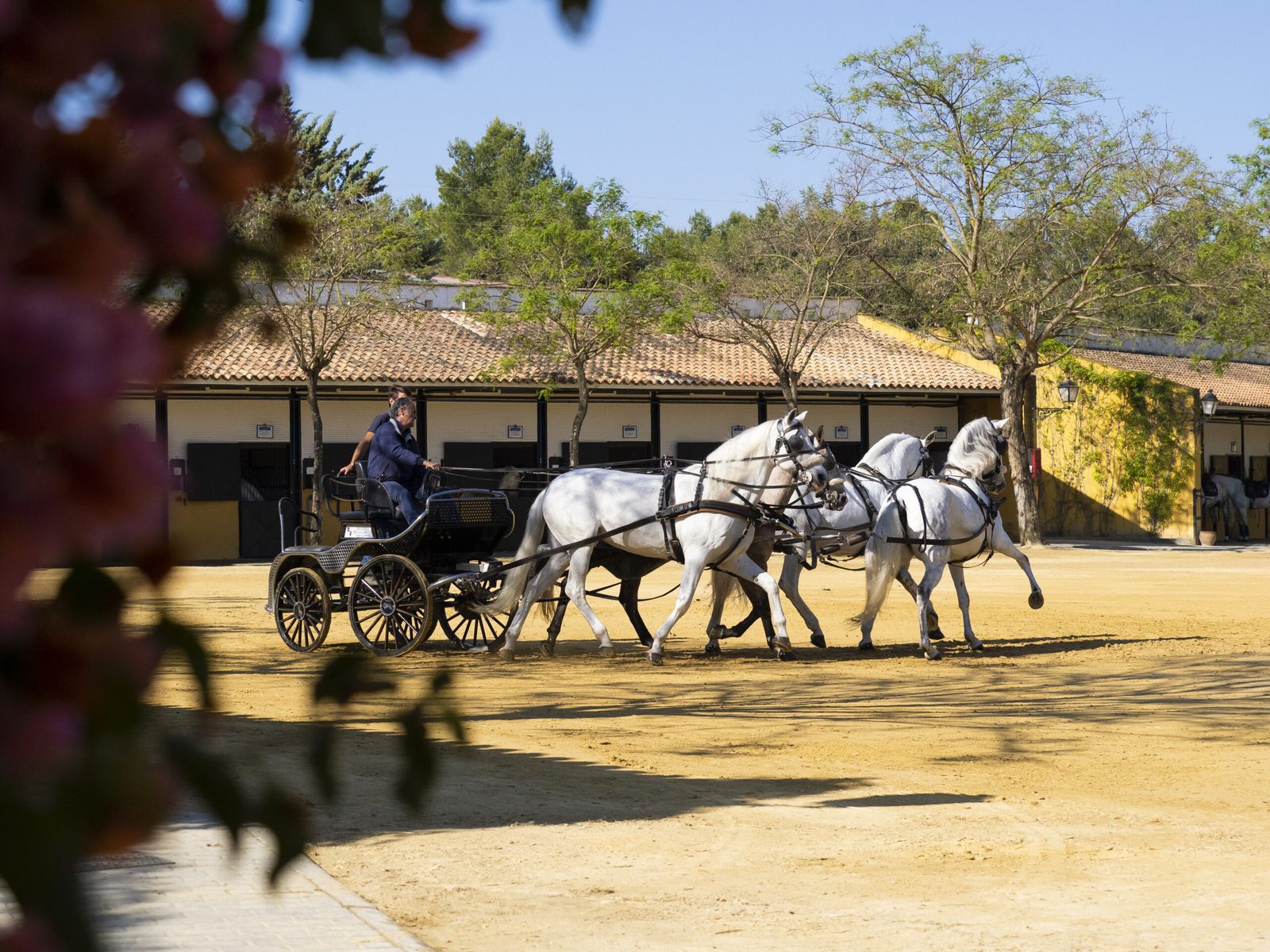 Yeguada Hierro del Bocado, en Jerez.