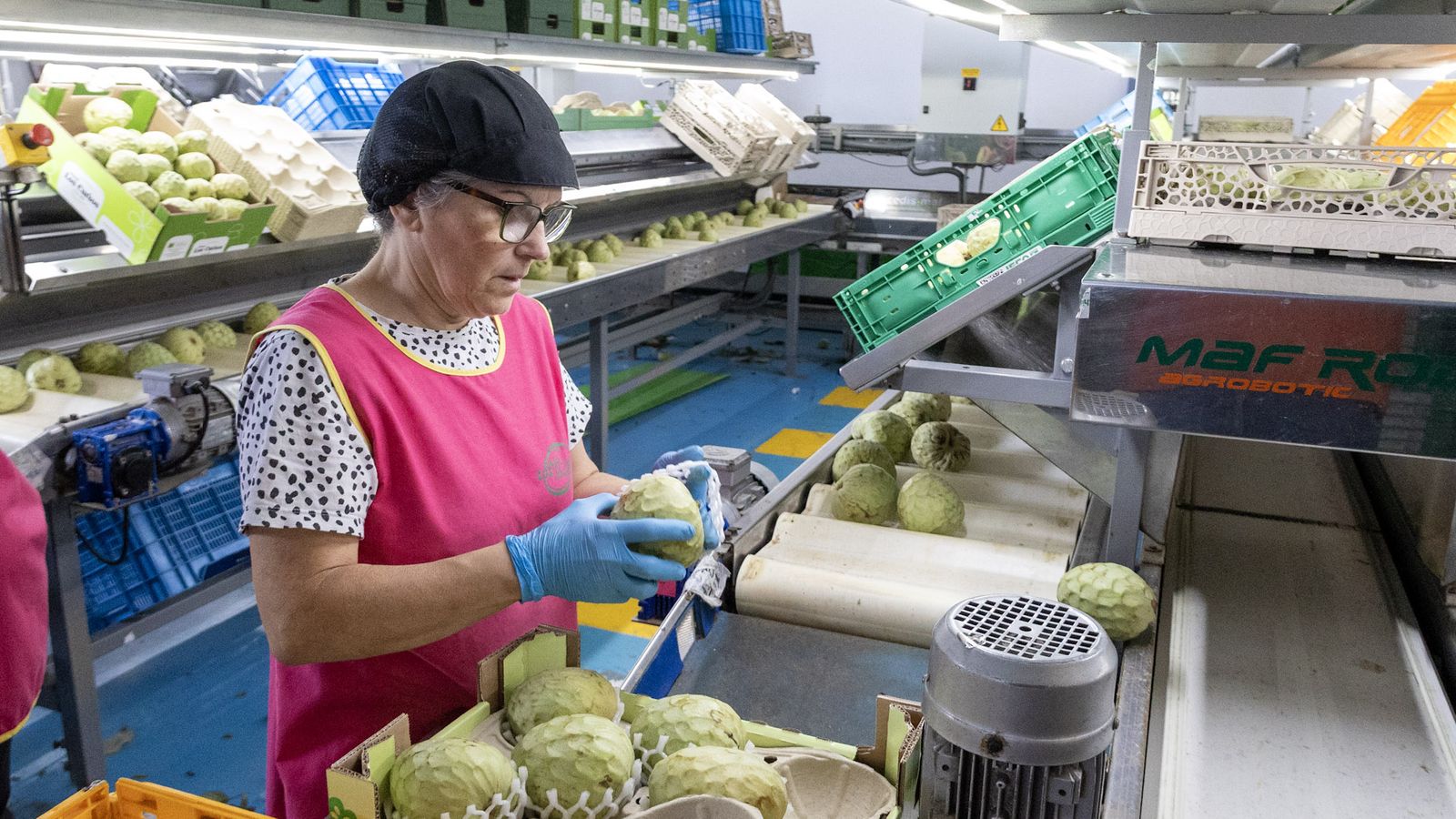 Una trabajadora preparando una caja de chirimoyas