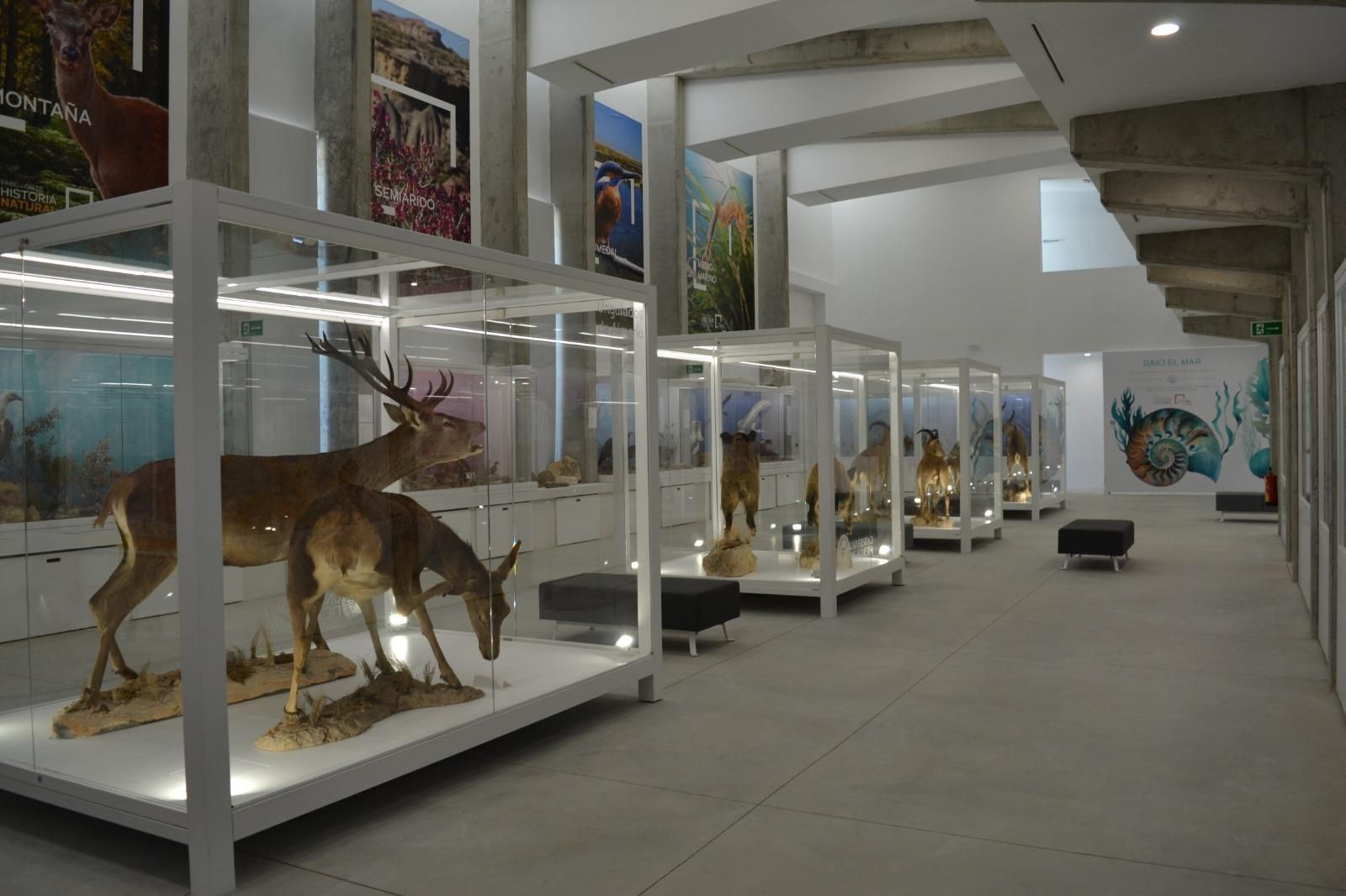 Ciervos, macho montés, jabalíes, águilas, minerales, plantas autóctonas... están expuestos en este museo de Ciencias Naturales