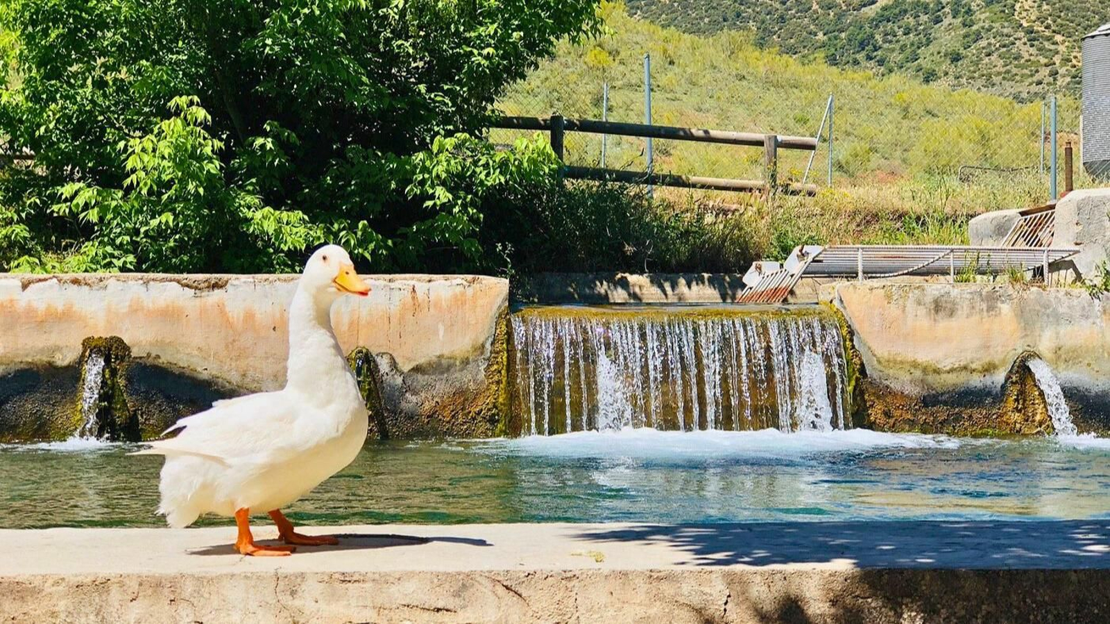 En el nacimiento del río conviven patos y ocas en las frías aguas de Arbuniel, en Sierra Mágina.