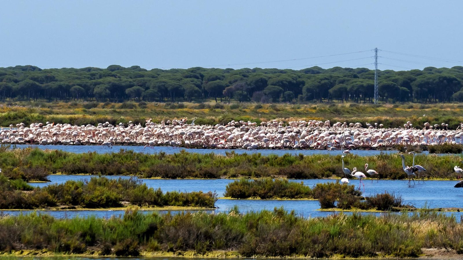 Decenas de flamencos en Marismas del Odiel.