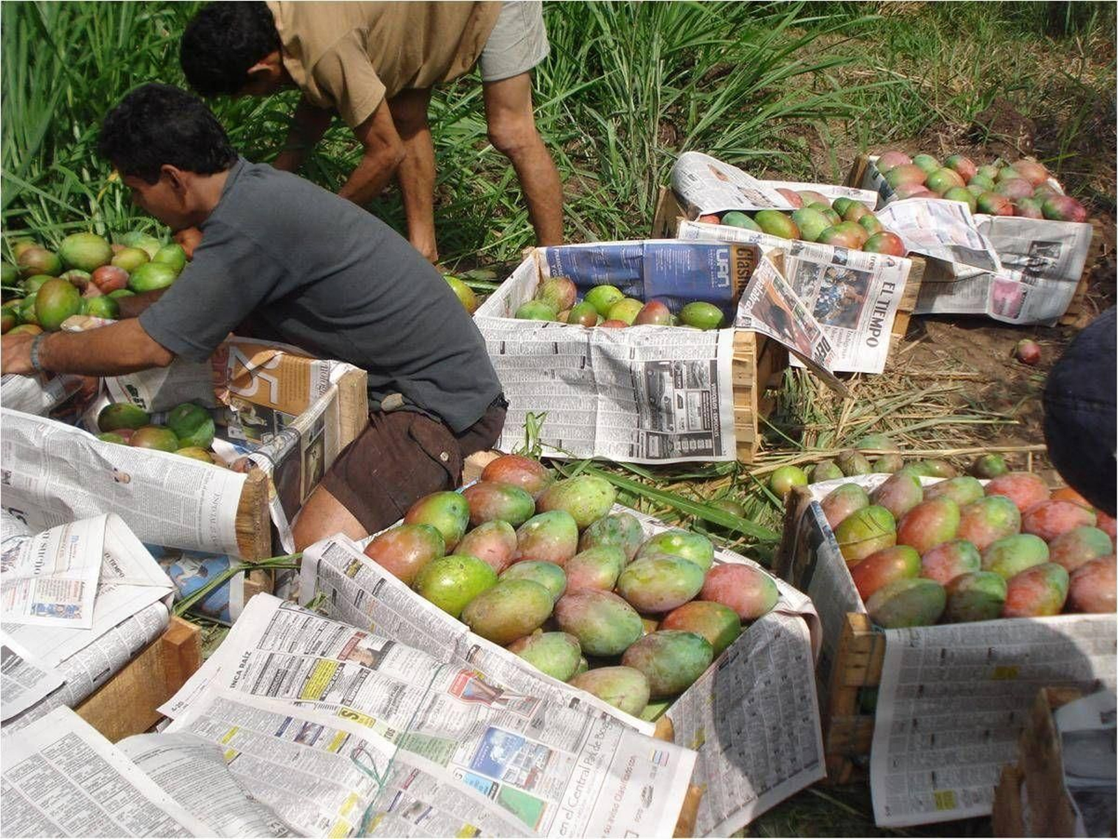 Cosecha de mango.
