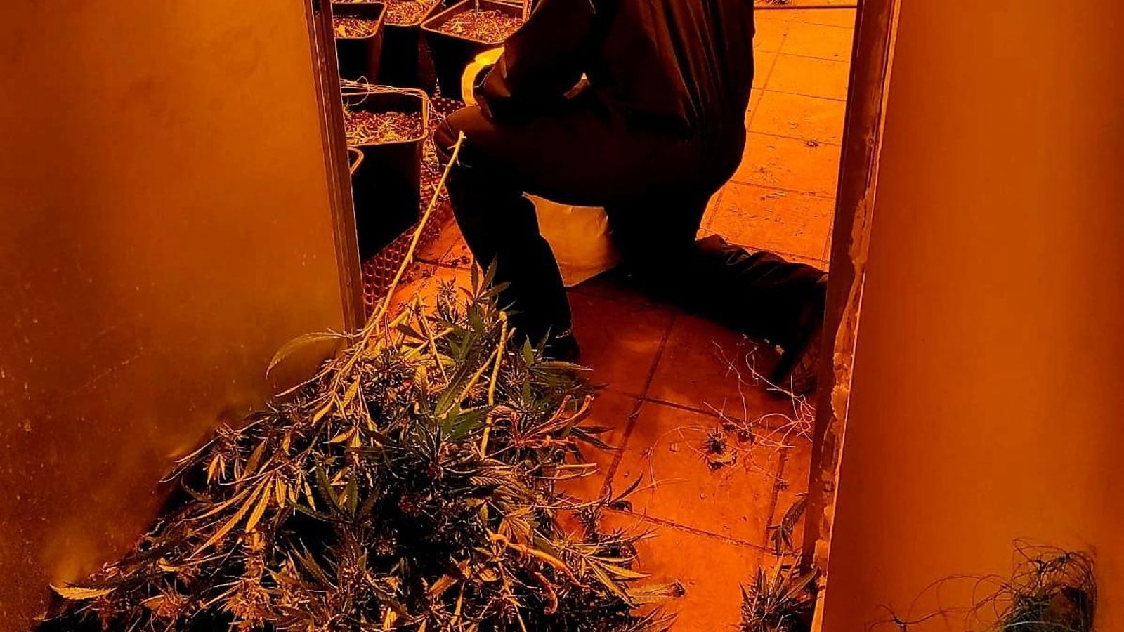 Intervención policial en una plantación indoor.