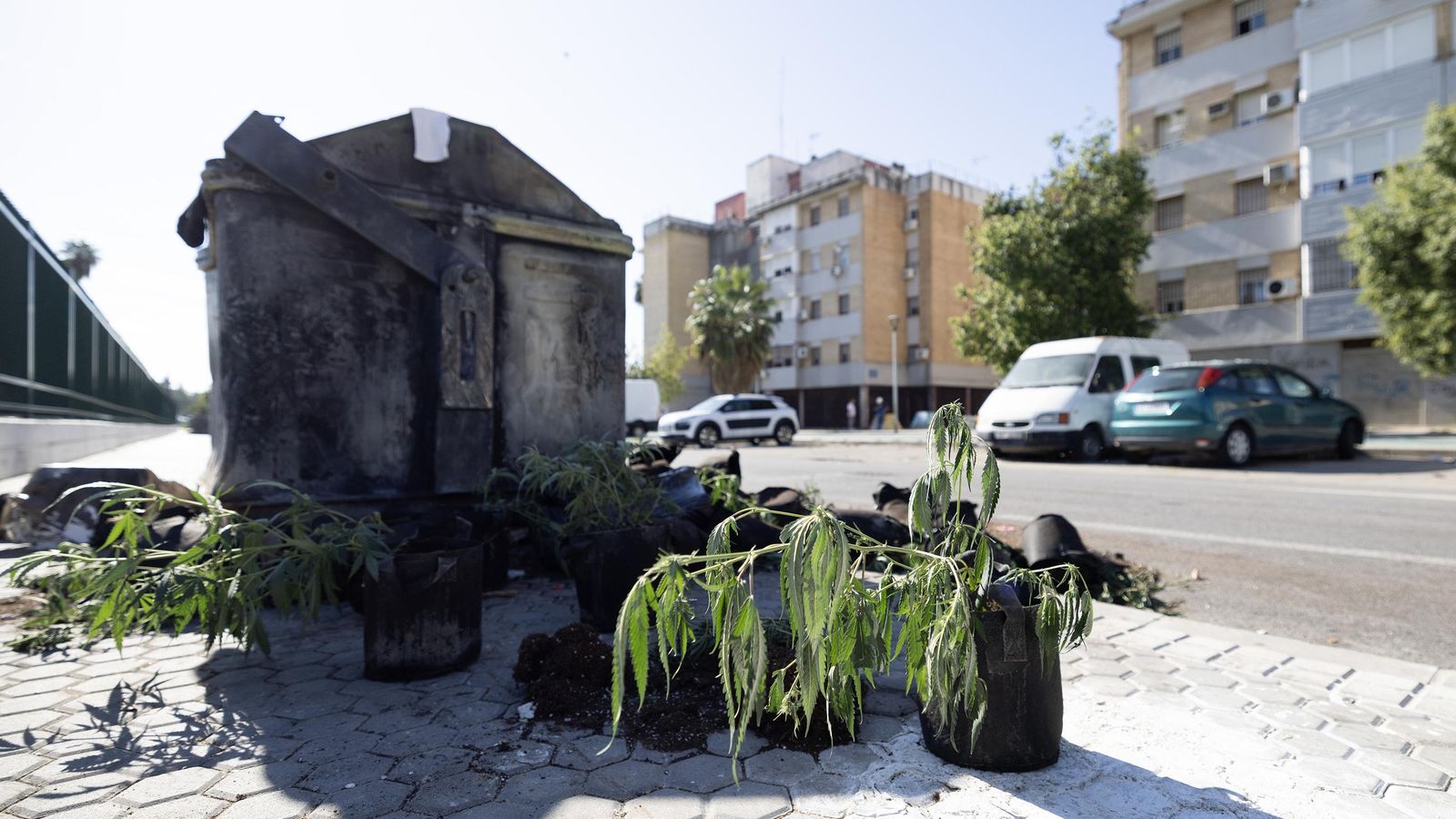 Plantas de marihuana en la basura.
