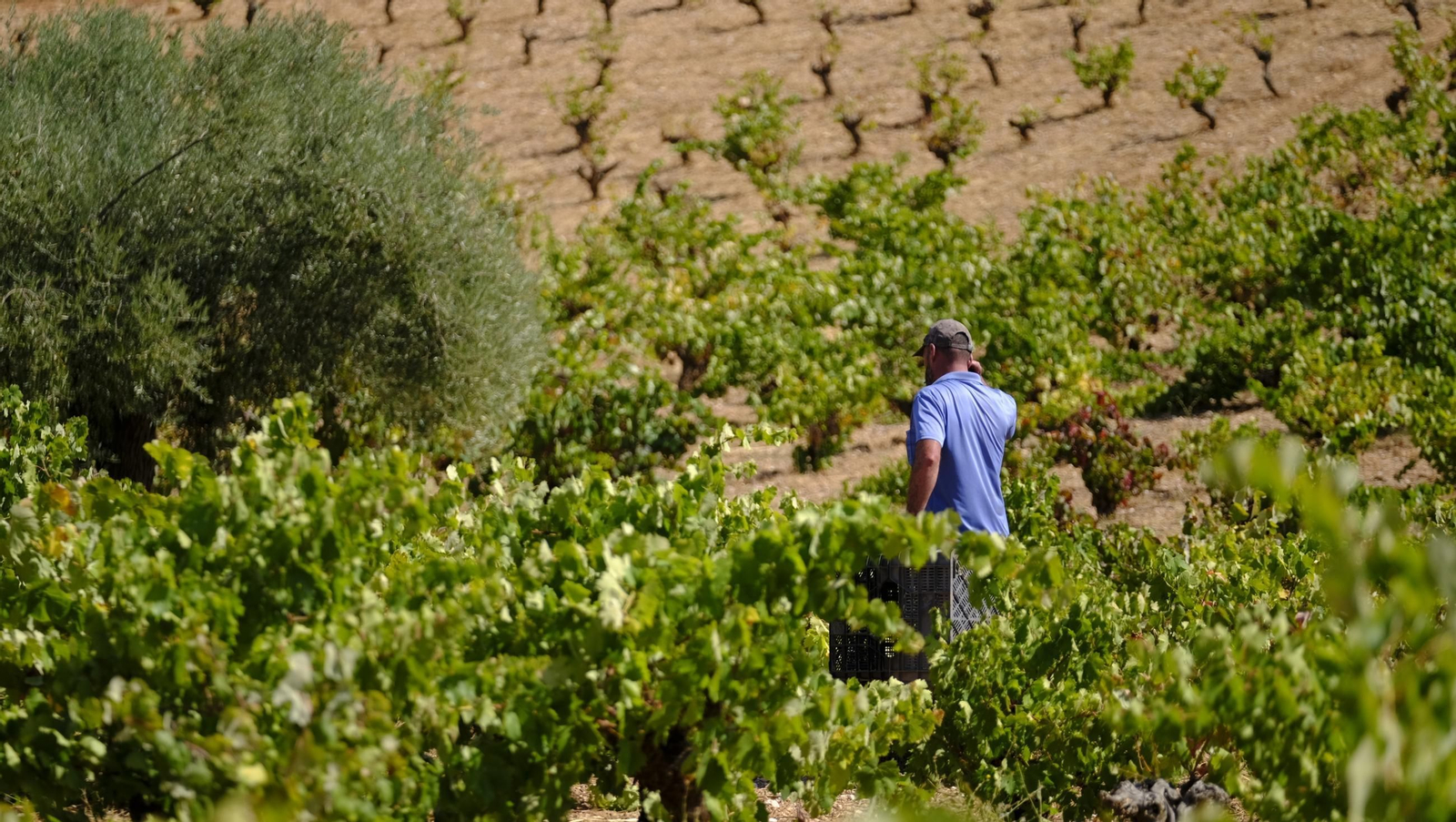 La vendimia en la Bodega Cortijo del Cura de Laujar, en imágenes