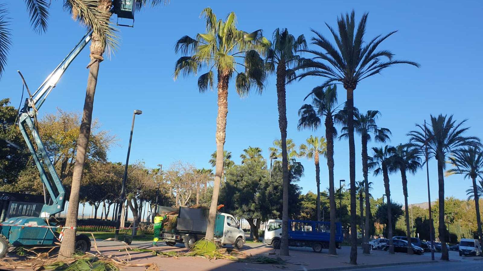 Operarios de Parques y Jardines trabajan nuevamente en la Avenida Cabo de Gata para terminar de podar las palmeras
