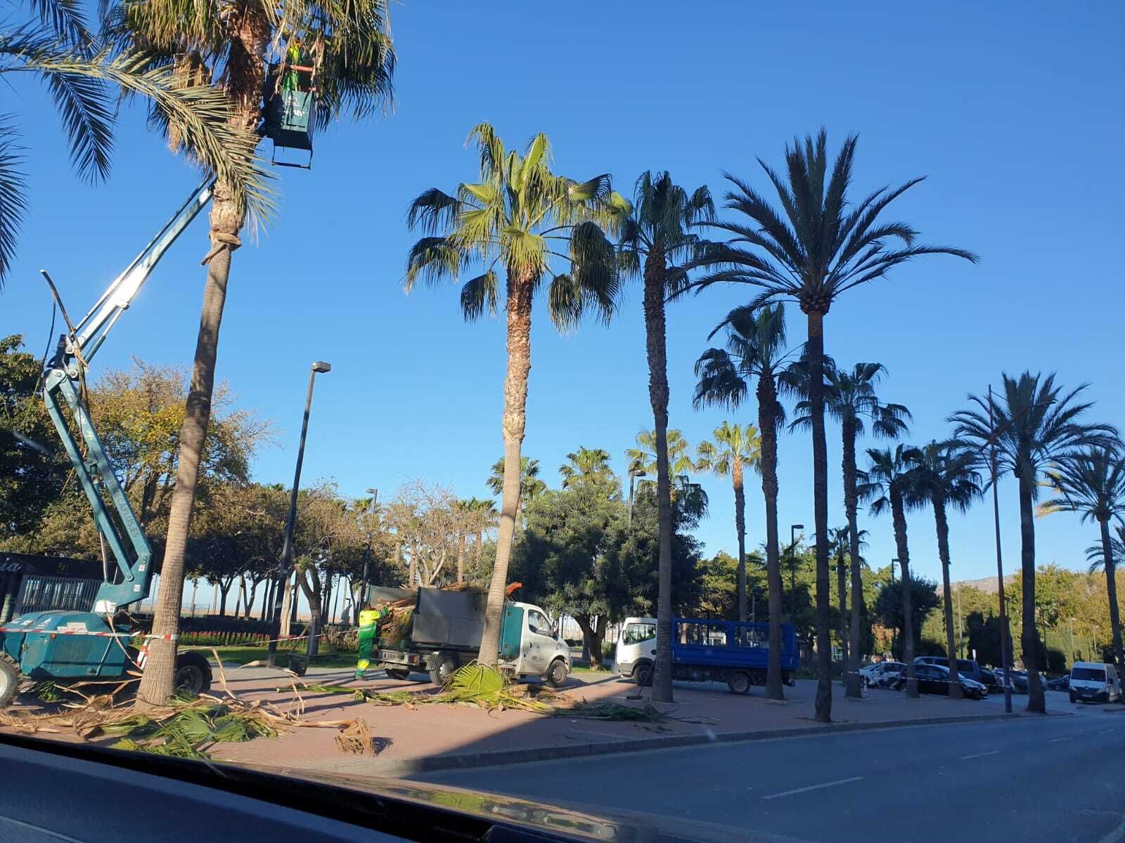 Operarios de Parques y Jardines trabajan nuevamente en la Avenida Cabo de Gata para terminar de podar las palmeras