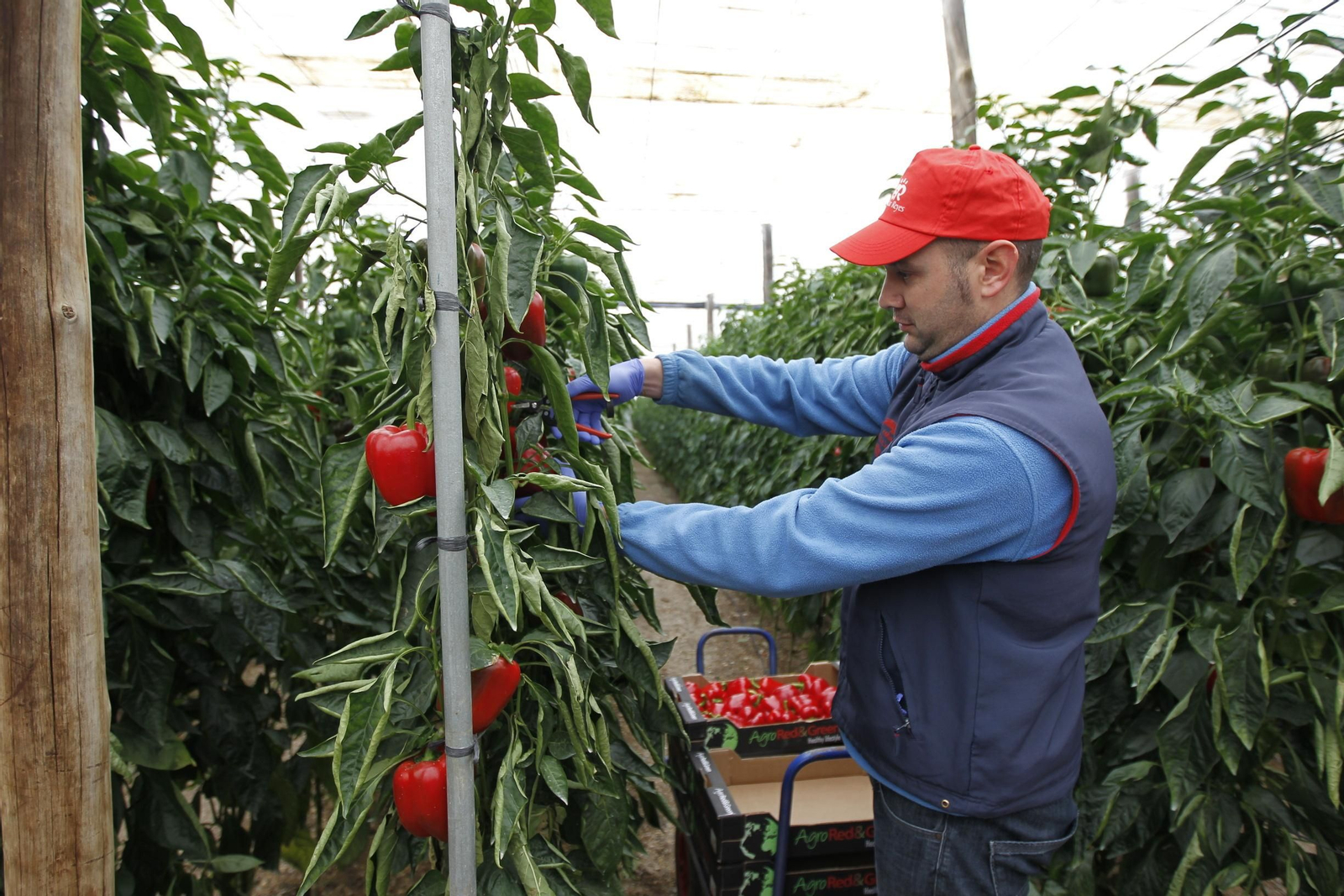 Asaja denuncia que algunos fallos burocráticos impiden tramitar las ayudas de la PAC
