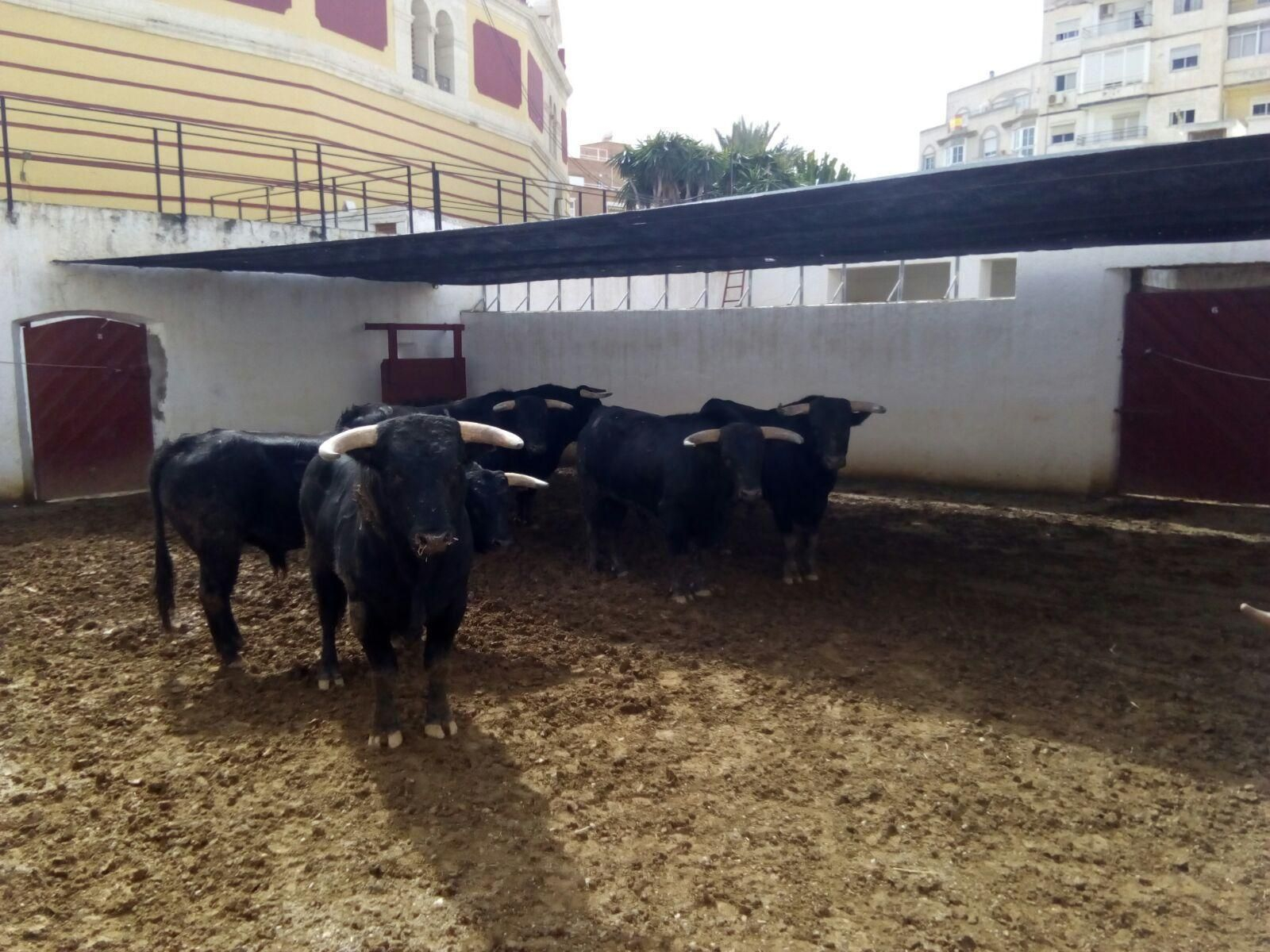 Los novillos-utreros de Fuente Ymbro llegaron ayer a la plaza.