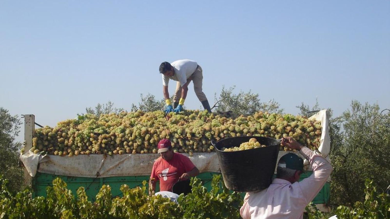 Las bodegas son empresas que dan trabajo a cientos de recolectores a lo largo y ancho de la provincia de Sevilla.