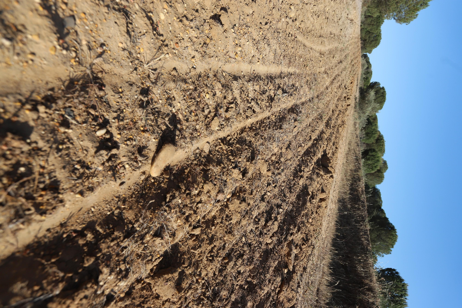 Imágenes del estado en el que se encuentran los caminos del Rocío para la Romería 2023