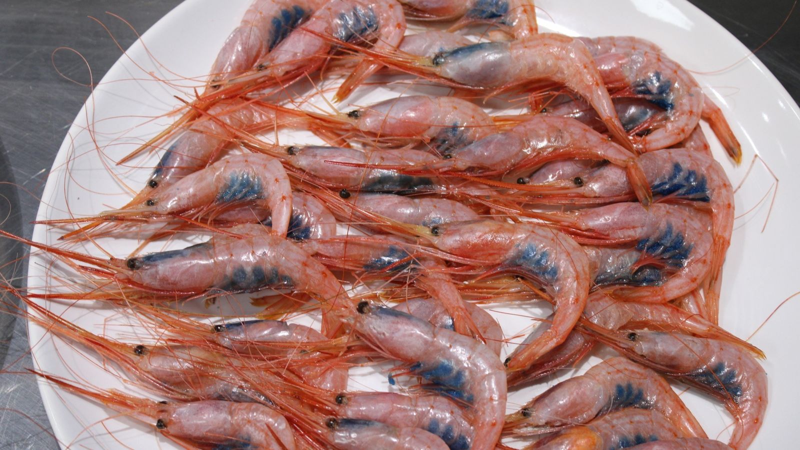 Un plato de quisquillas de Motril