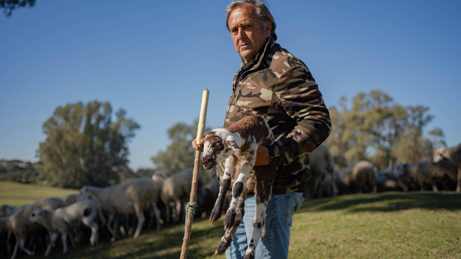 Pepe, pastor del rebaño.