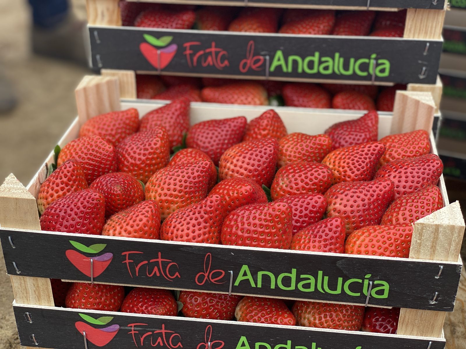 Las fresas, uno de los productos estrellas de Fruta Andalucía.
