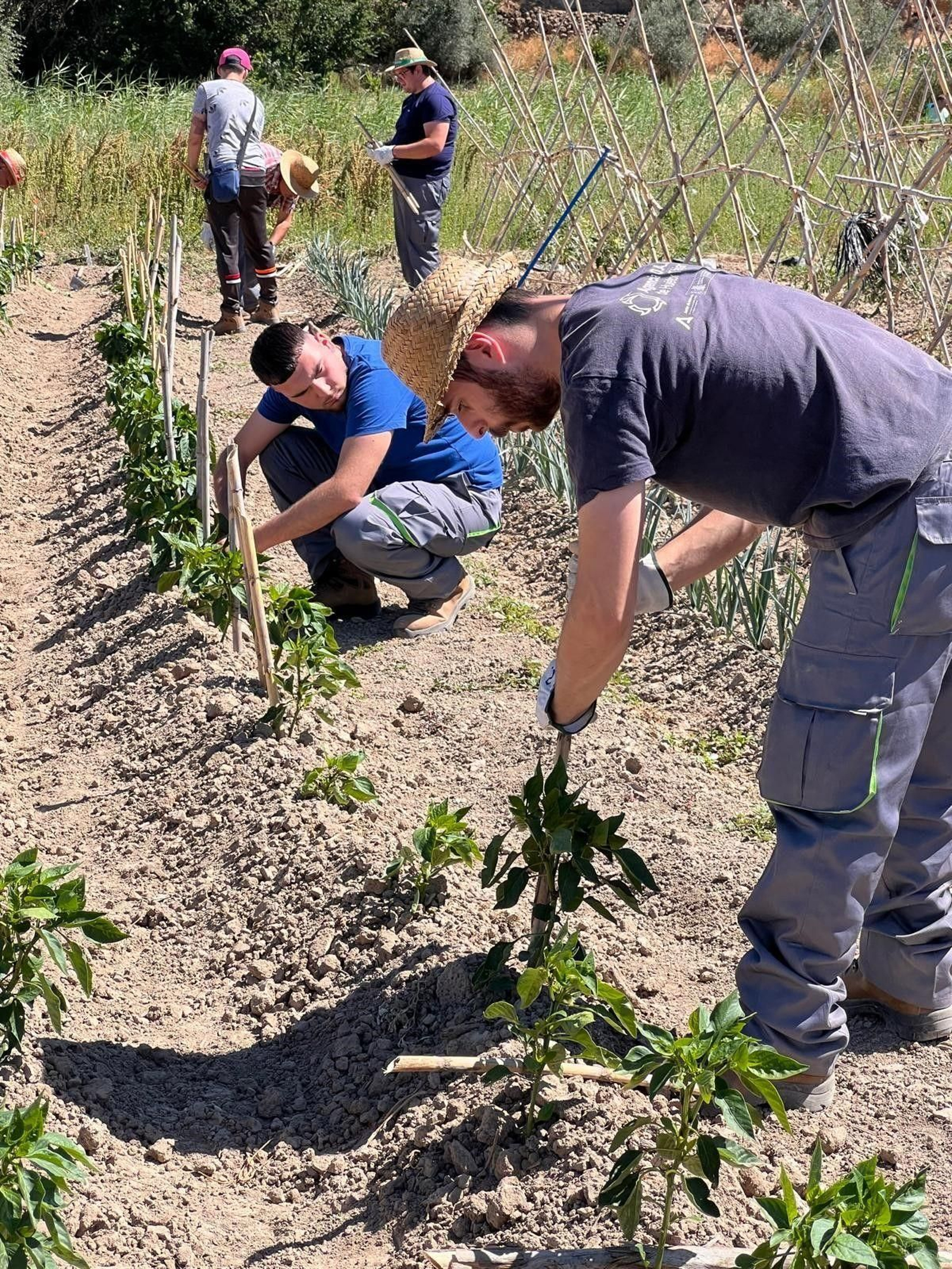Trabajos en el campo en el marco de la iniciativa 'Agrotájar'