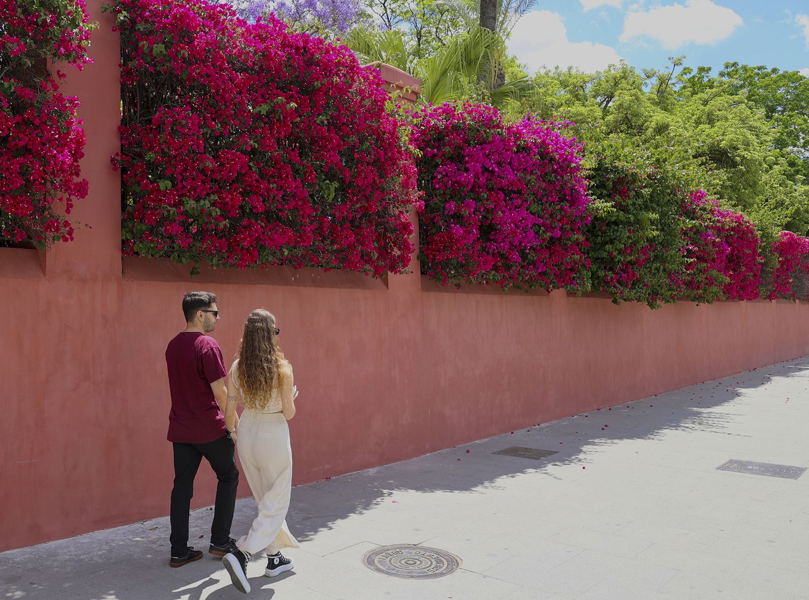 La buganvilla, la otra flor de Sevilla