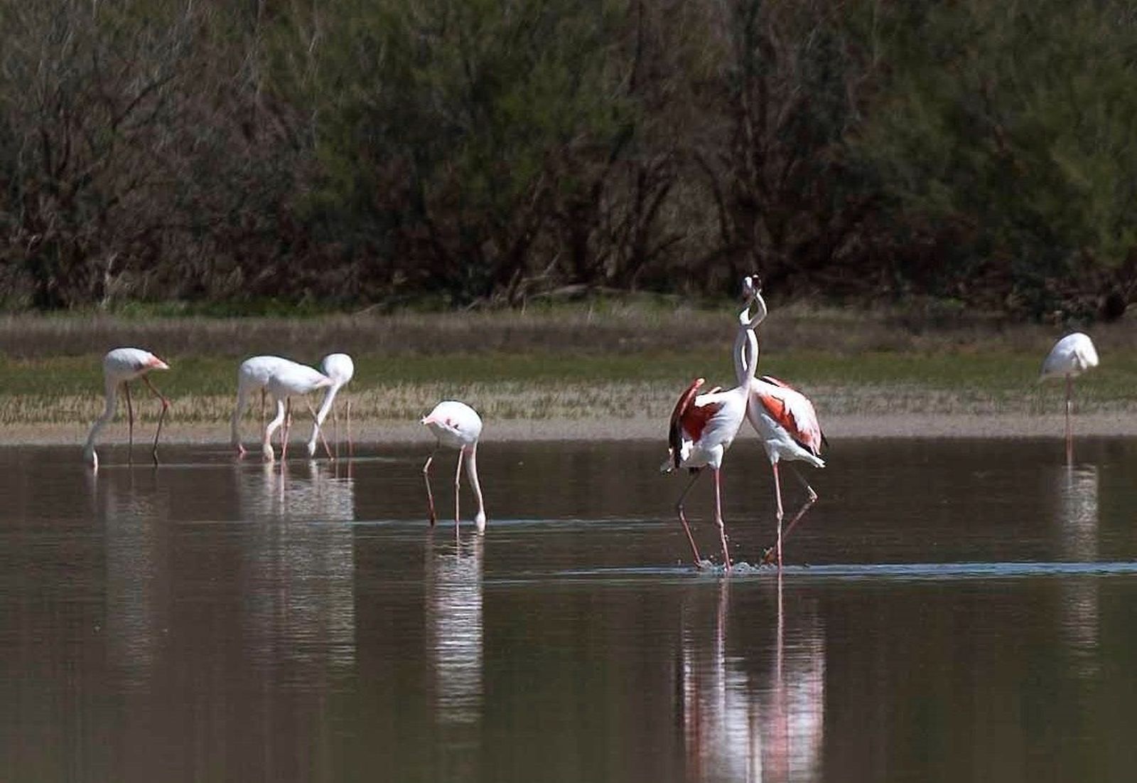Pato malvasía en la laguna de Zóñar.