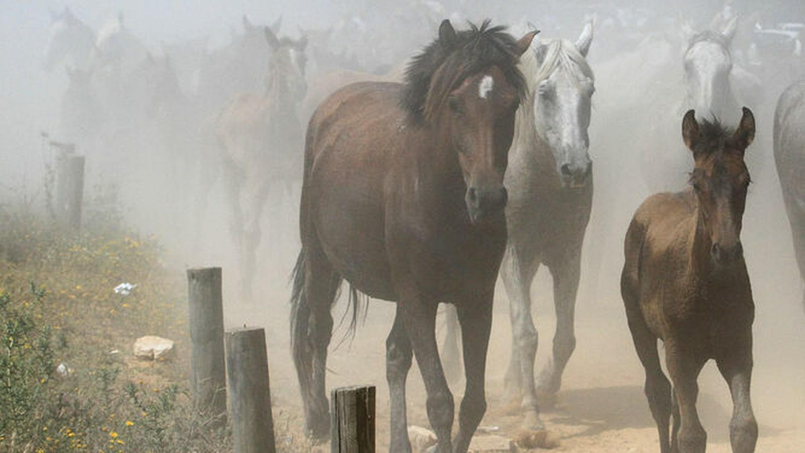 Yeguas de Doñana dispuestas para la venta.