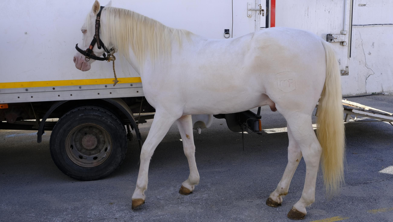 Las fotos de la Feria del Ganado y del Pájaro Perdiz en Albox